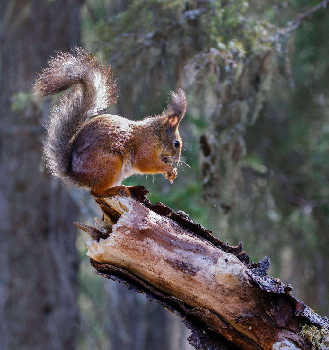 Eichhörnchen auf Baumstamm Diamond Painting im Wald