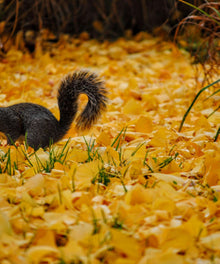 Eichhörnchen auf gelben Blättern Diamond Painting