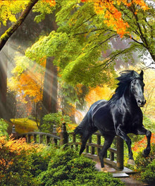 Schwarzes Pferd im Herbstwald Diamond Painting Motiv