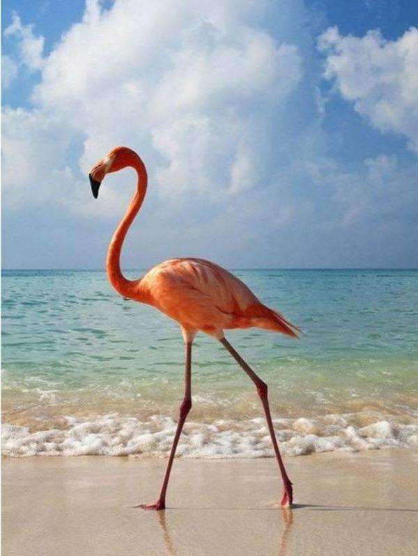 Flamingo am Strand Diamond Painting mit türkisblauem Meer