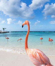 Flamingo am Meer Diamond Painting am Strand