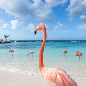Flamingo am Meer Diamond Painting am Strand