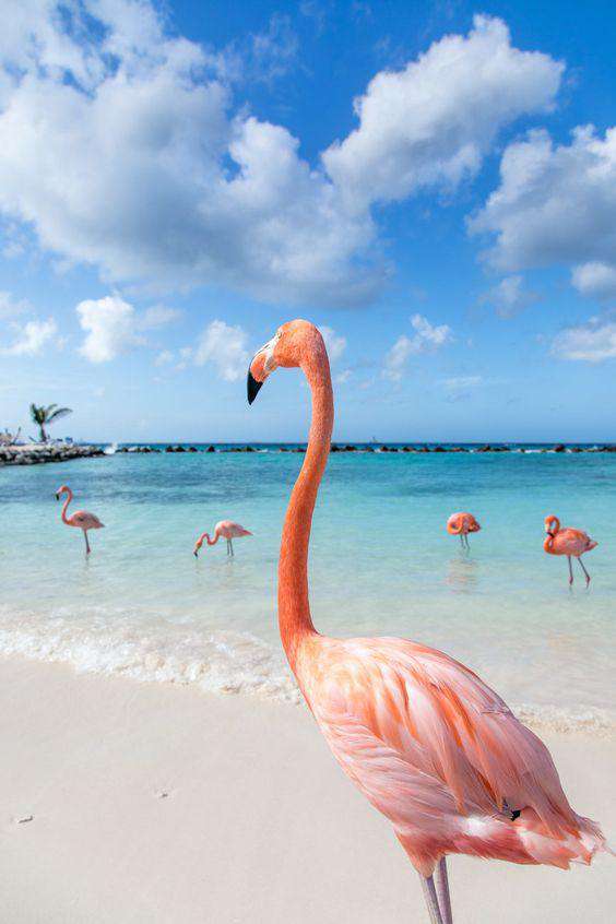 Flamingo am Meer Diamond Painting am Strand