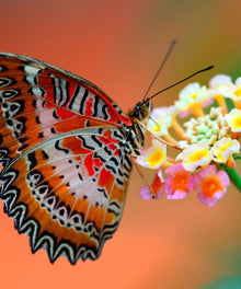 Oranger Schmetterling auf Blume Diamond Painting Motiv