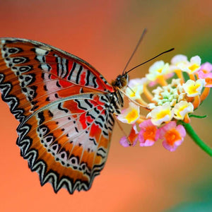 Oranger Schmetterling auf Blume Diamond Painting Motiv