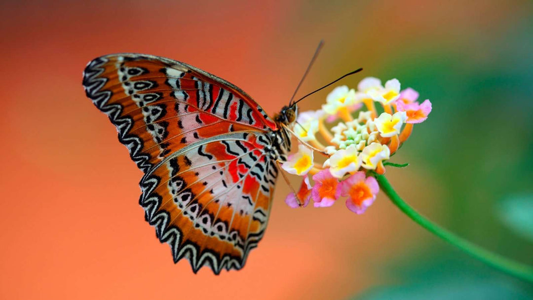 Oranger Schmetterling auf Blume Diamond Painting Motiv