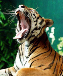 Gähnender Tiger Diamond Painting mit offenem Maul
