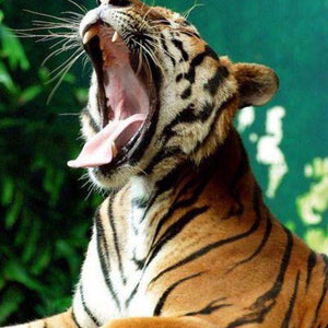 Gähnender Tiger Diamond Painting mit offenem Maul