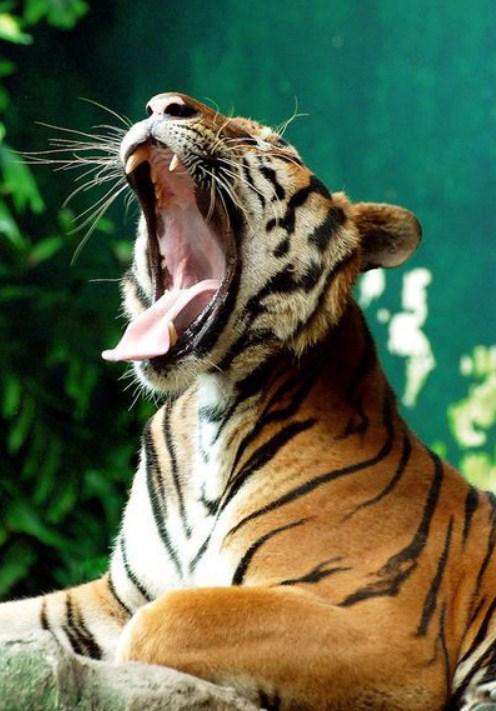 Gähnender Tiger Diamond Painting mit offenem Maul