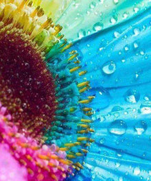 Farbige Gerbera Diamond Painting mit Wassertropfen