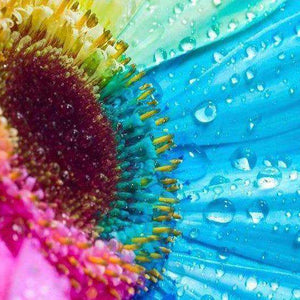 Farbige Gerbera Diamond Painting mit Wassertropfen