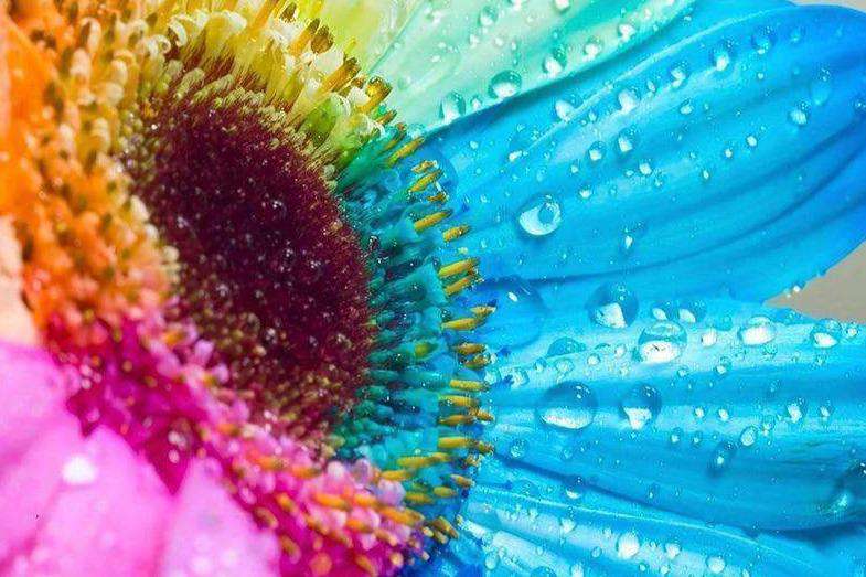 Farbige Gerbera Diamond Painting mit Wassertropfen