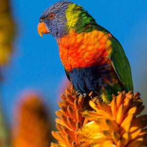 Farbiger Vogel Diamond Painting mit leuchtendem Gefieder