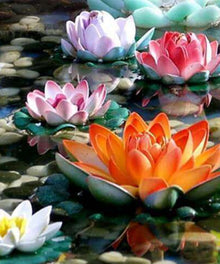 Farbige Seerosen Diamond Painting mit Wasserblumen