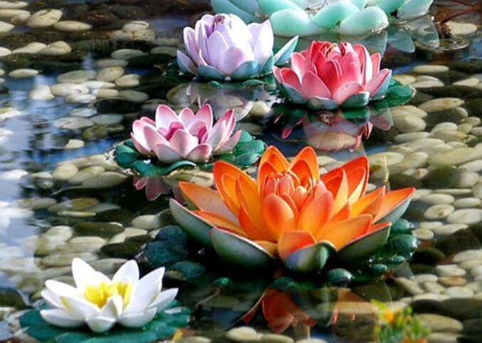 Farbige Seerosen Diamond Painting mit Wasserblumen