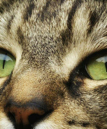 Gestreifte Katze Nahaufnahme Diamond Painting