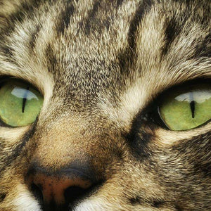 Gestreifte Katze Nahaufnahme Diamond Painting