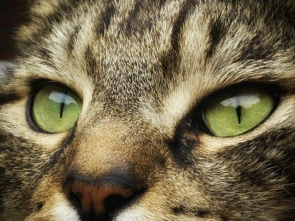 Gestreifte Katze Nahaufnahme Diamond Painting