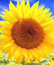Große Sonnenblume Diamond Painting mit gelben Blütenblättern