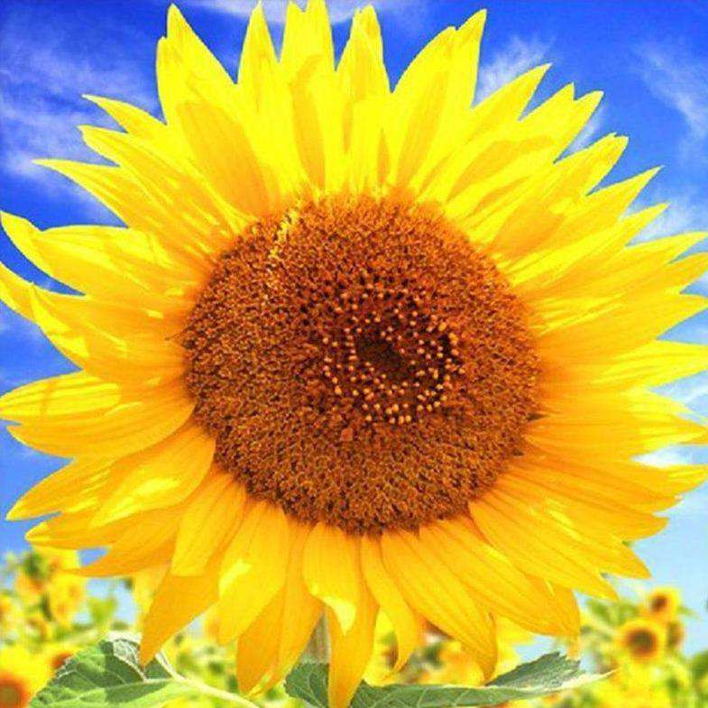 Große Sonnenblume Diamond Painting mit gelben Blütenblättern