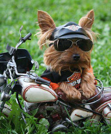 Harley Davidson Yorkie Diamond Painting