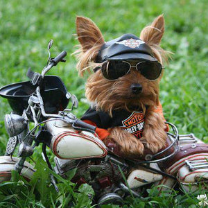 Harley Davidson Yorkie Diamond Painting