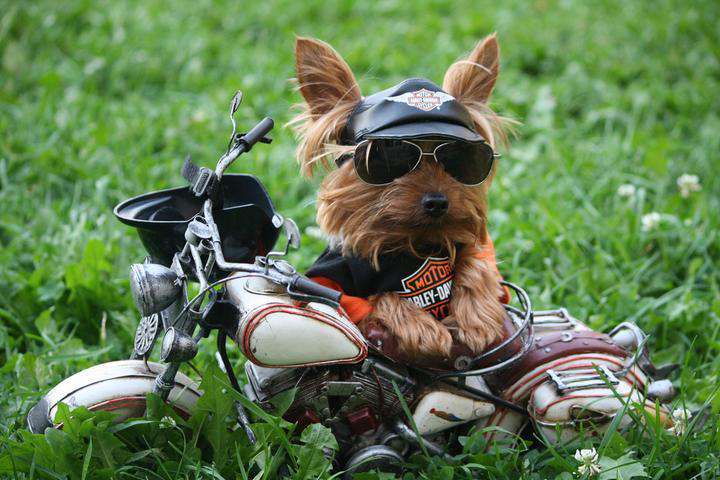 Harley Davidson Yorkie Diamond Painting