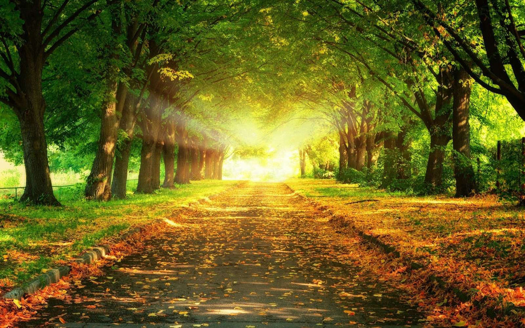 Spaziergang im Herbst - Diamond Painting Waldlandschaft