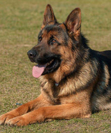 Schäferhund Tiermotiv Diamond Painting mit liegendem Hund