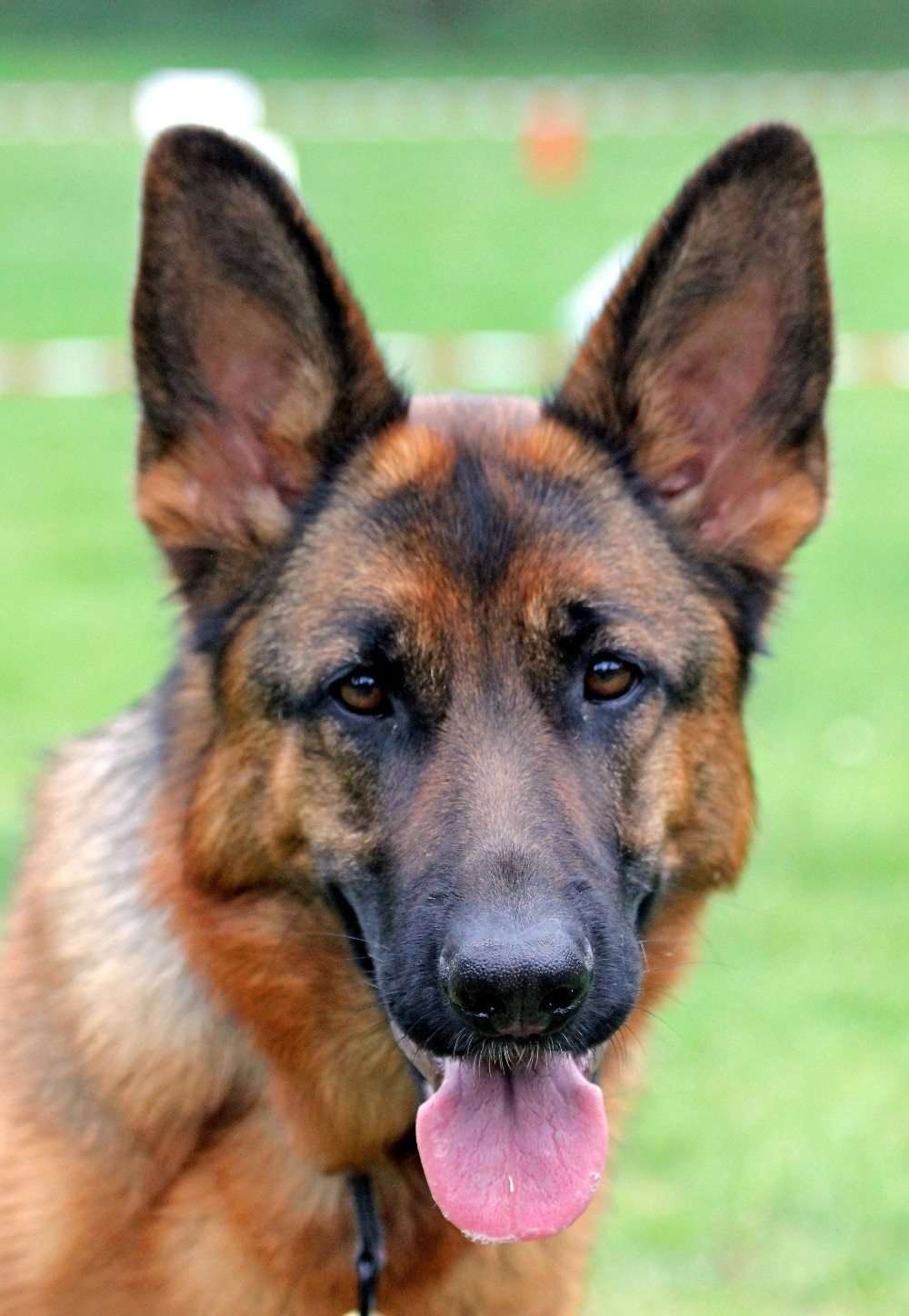 Schäferhund Porträt Diamond Painting mit wachem Blick