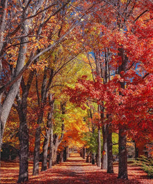 Herbstbäume Waldallee Diamond Painting mit buntem Waldweg