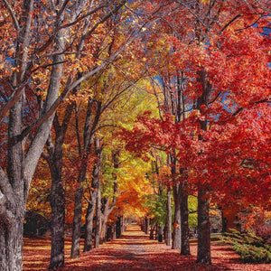 Herbstbäume Waldallee Diamond Painting mit buntem Waldweg