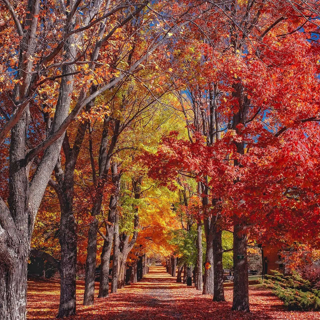 Herbstbäume Waldallee Diamond Painting mit buntem Waldweg