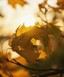 Herbstblatt Sonne Diamond Painting mit goldenem Licht