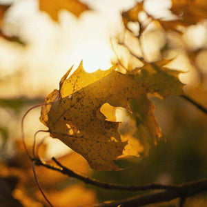 Herbstblatt Sonne Diamond Painting mit goldenem Licht