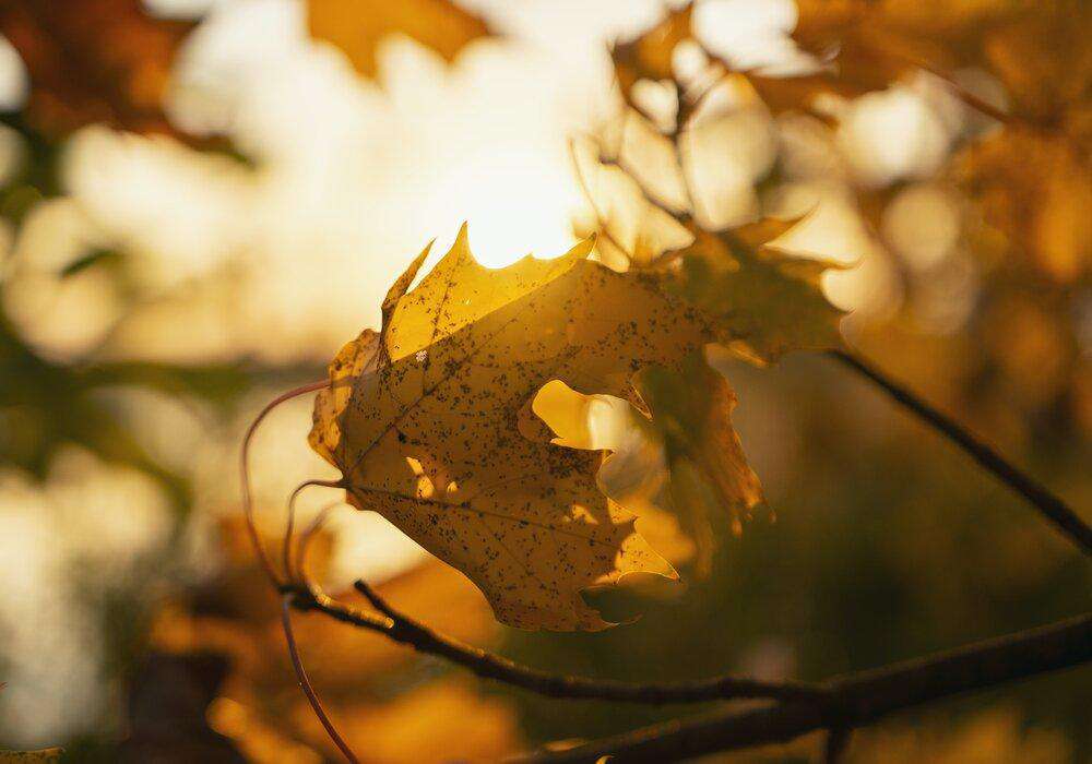 Herbstblatt Sonne Diamond Painting mit goldenem Licht