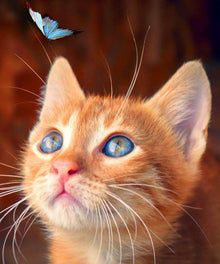 Kätzchen und blauer Schmetterling Diamond Painting