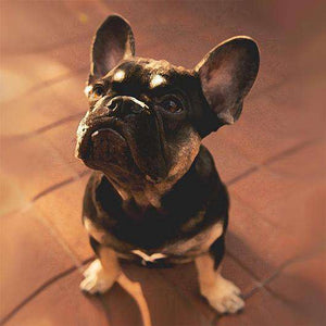 Kleiner Mops Diamond Painting mit warmem Licht