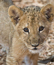 Löwenjunges Diamond Painting mit klarem Blick