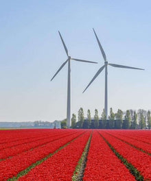 Tulpenfeld mit Windrädern Diamond Painting