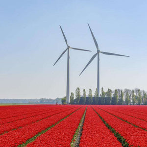 Tulpenfeld mit Windrädern Diamond Painting