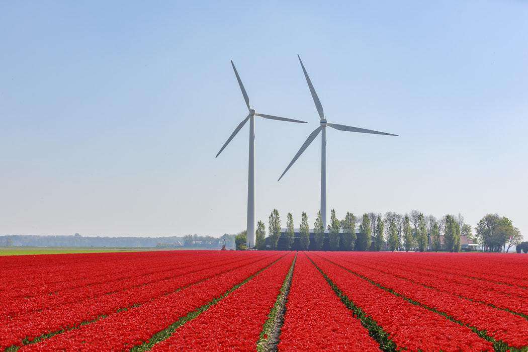 Tulpenfeld mit Windrädern Diamond Painting