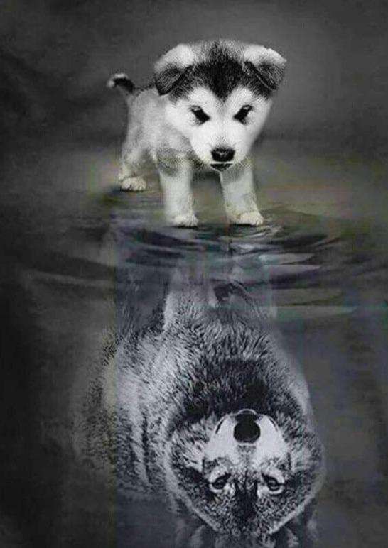 Hund Wolf Reflexion Diamond Painting mit Wasserspiegelung