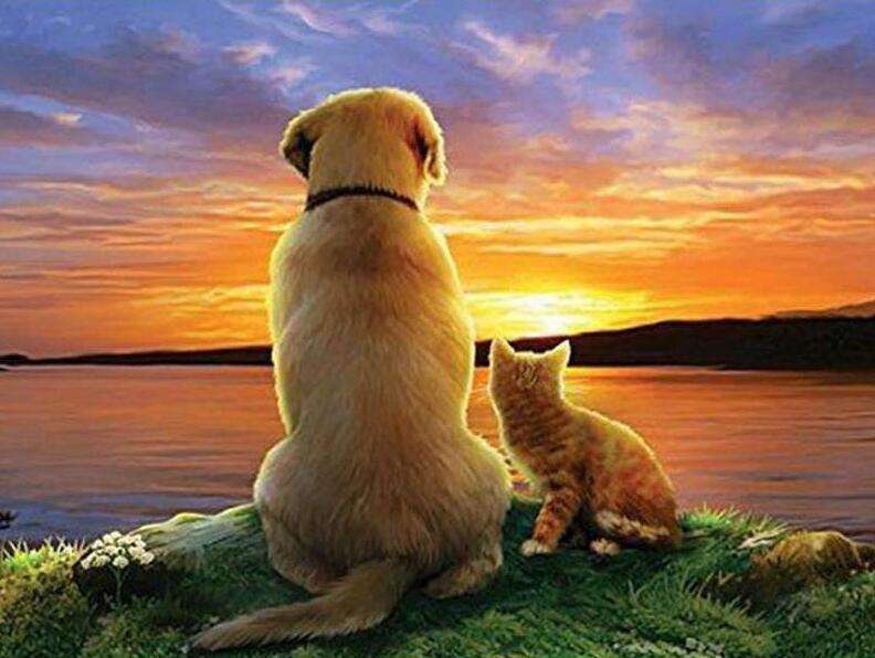 Hund und Katze Sonnenuntergang Diamond Painting am See