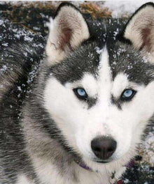 Husky Hund Diamond Painting mit blauäugigem Blick