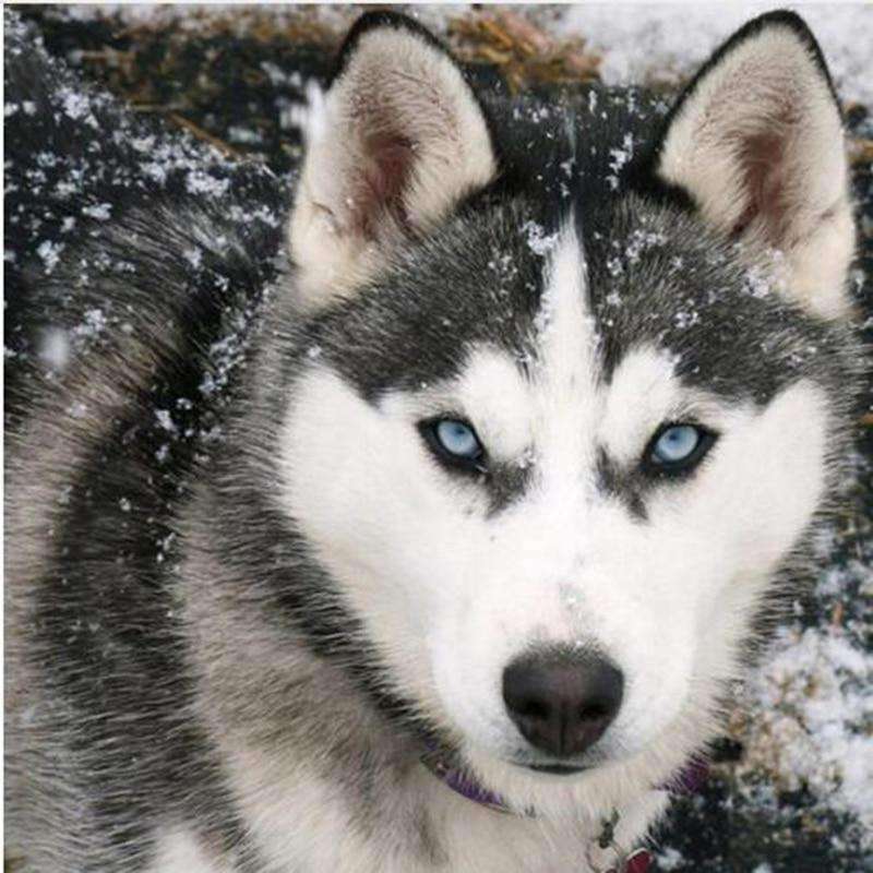 Husky Hund Diamond Painting mit blauäugigem Blick