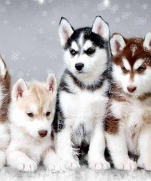 Husky Welpen Diamond Painting im Schnee