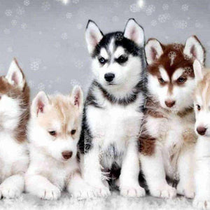 Husky Welpen Diamond Painting im Schnee
