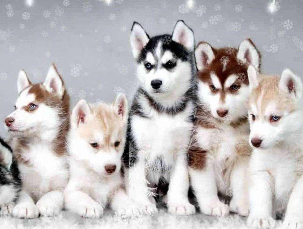 Husky Welpen Diamond Painting im Schnee