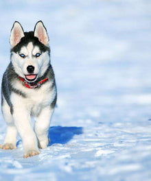 Husky Welpe Diamond Painting im Schnee